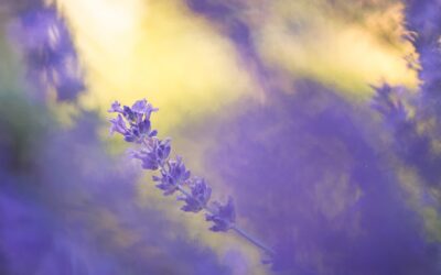Violet Aura Colors
